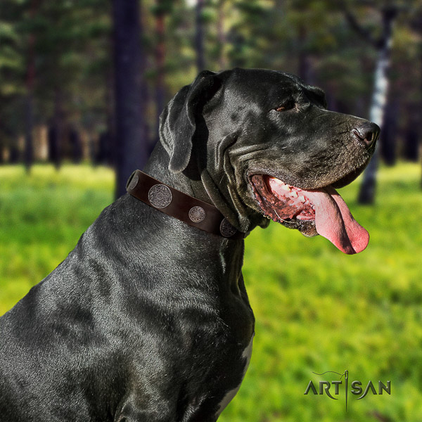 Great Dane walking full grain genuine leather collar with decorations for your dog