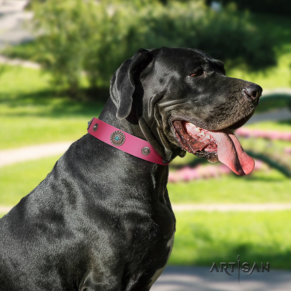 Great Dane comfortable wearing genuine leather collar with studs for your four-legged friend