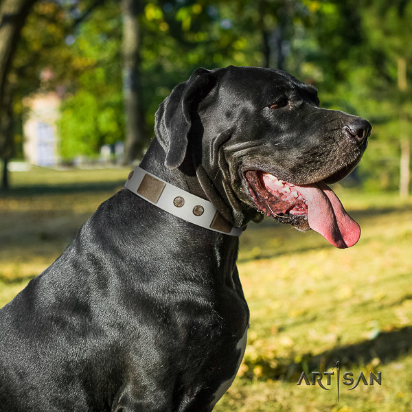 Great Dane everyday use genuine leather collar with studs for your doggie