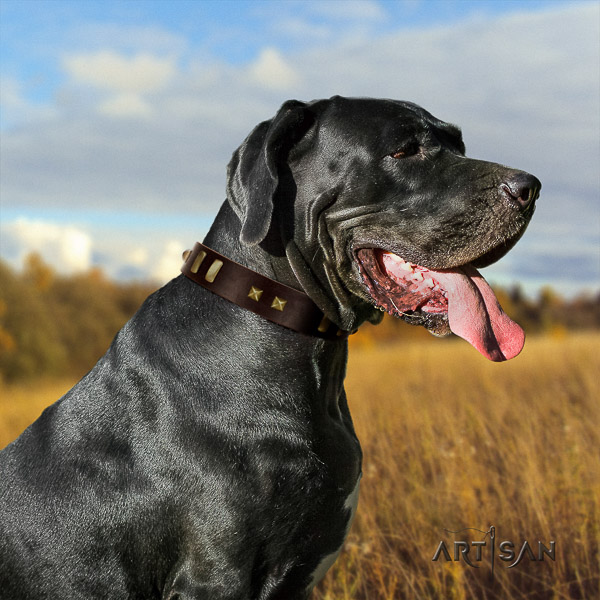 Great Dane daily use full grain genuine leather collar with adornments for your pet