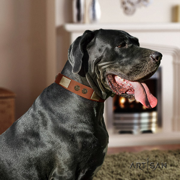 Great Dane daily walking full grain natural leather collar with adornments for your canine
