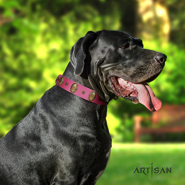 Great Dane walking full grain leather collar with adornments for your dog