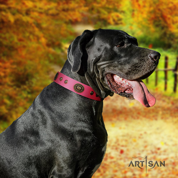 Great Dane trendy full grain leather collar with rust-proof fittings