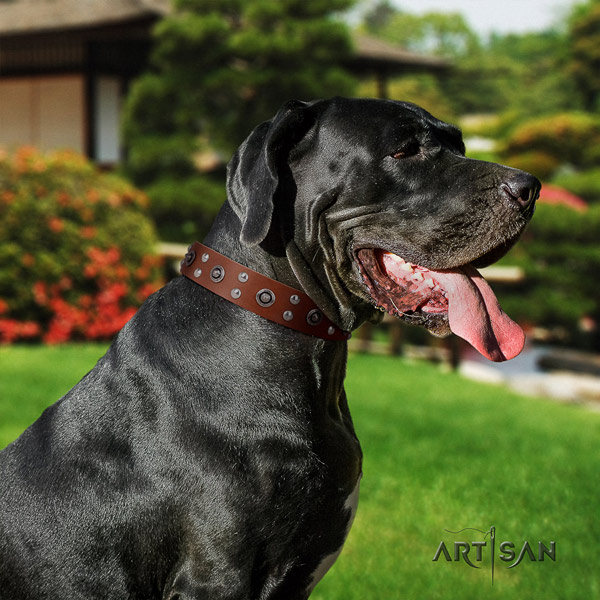 Great Dane remarkable genuine leather collar with rust resistant hardware