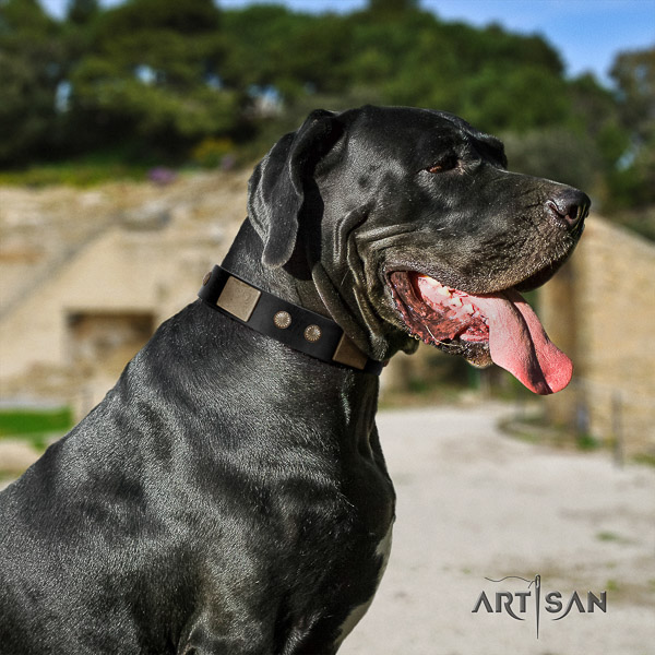 Great Dane fancy walking leather collar with adornments for your doggie