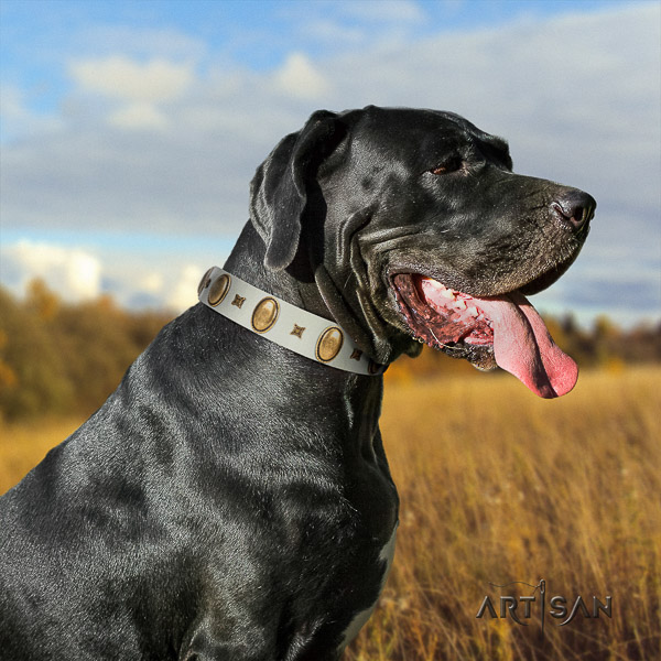 Great Dane fancy walking full grain natural leather collar with adornments for your canine