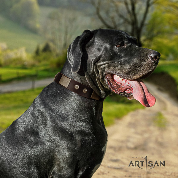 Great Dane basic training genuine leather collar with embellishments for your canine