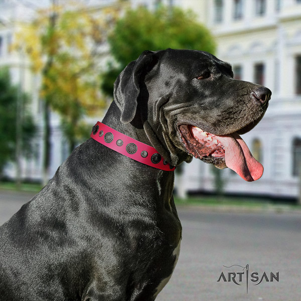 Great Dane adjustable leather collar with rust resistant d-ring