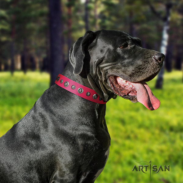 Great Dane decorated full grain leather collar with corrosion resistant buckle
