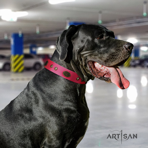 Great Dane adjustable genuine leather collar with rust resistant fittings