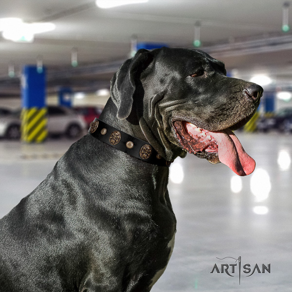 Great Dane daily use natural leather collar with decorations for your dog