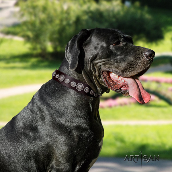 Great Dane top quality collar with exceptional adornments for your canine