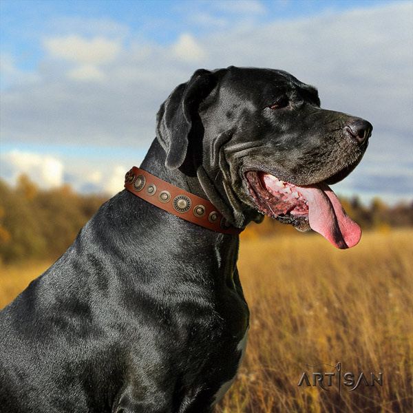 Great Dane perfect fit collar with extraordinary decorations for your dog