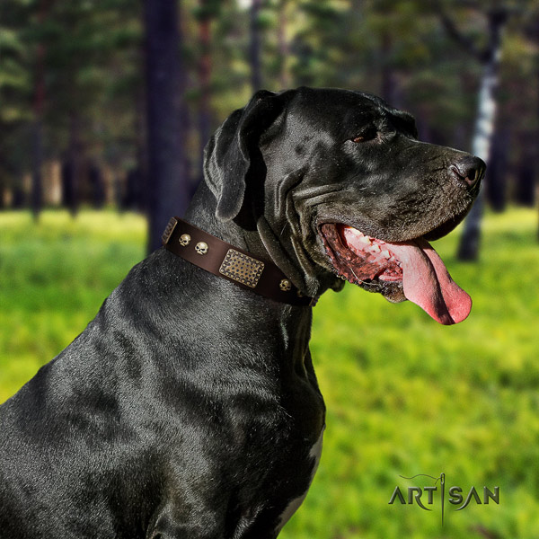 Great Dane embellished full grain genuine leather collar with corrosion proof fittings