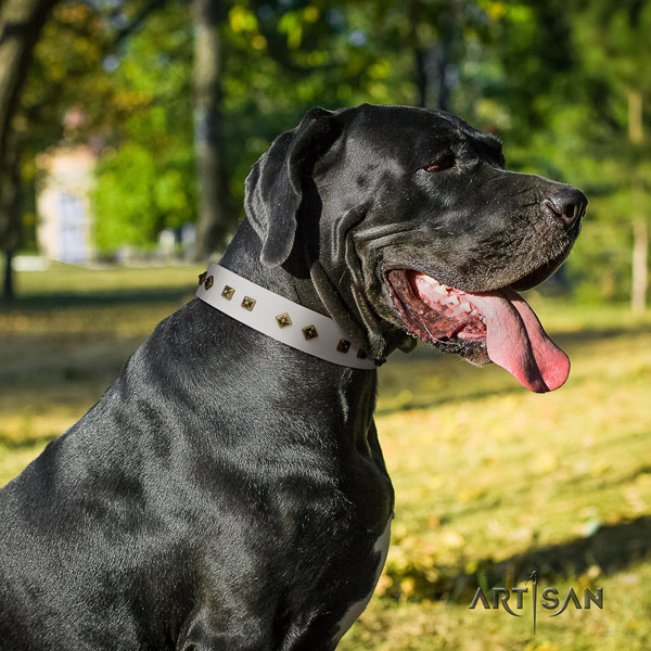 Great Dane exceptional leather collar with rust resistant fittings