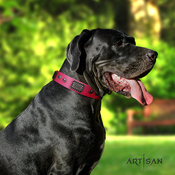 Great Dane inimitable full grain genuine leather collar with rust-proof d-ring