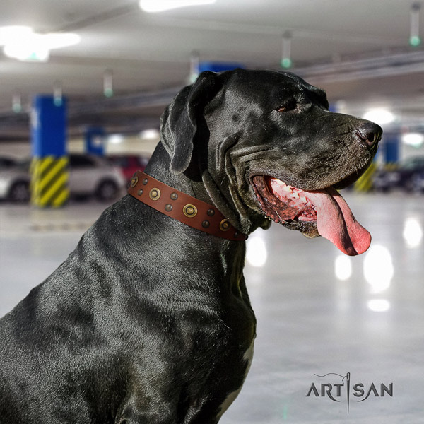Great Dane awesome leather collar with corrosion proof hardware