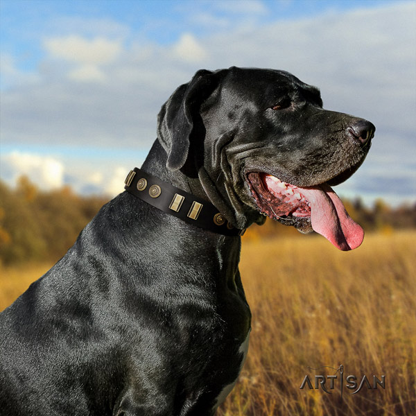 Great Dane designer full grain natural leather collar with corrosion proof hardware