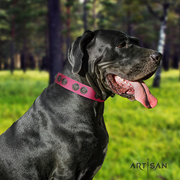 Great Dane walking leather collar with adornments for your canine