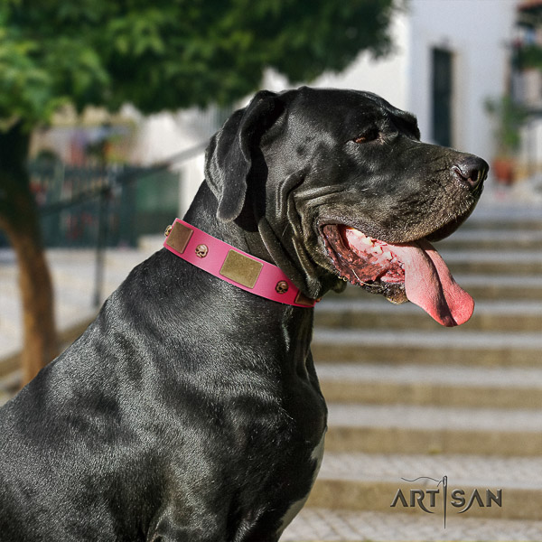 Great Dane daily use full grain natural leather collar with adornments for your pet