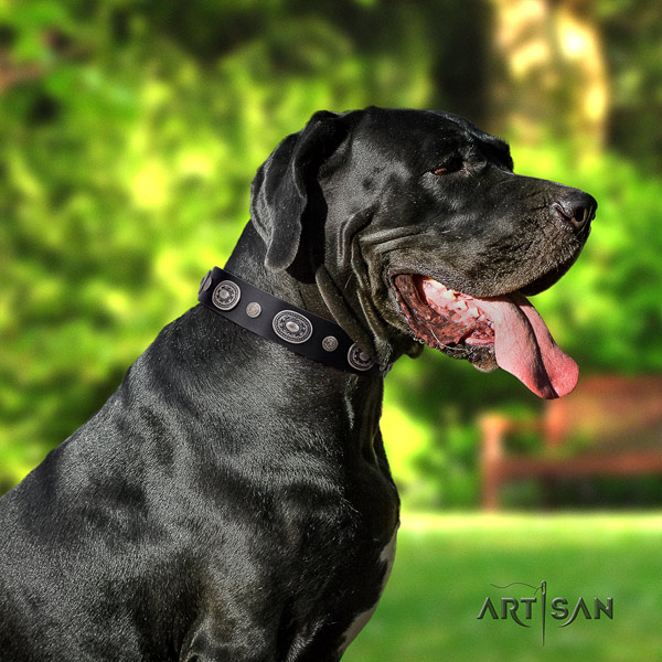 Great Dane best quality collar with awesome adornments for your pet