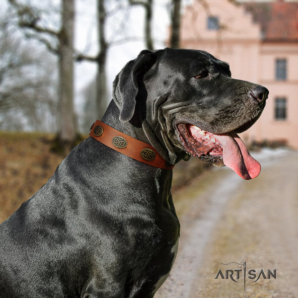 Great Dane exquisite genuine leather collar with corrosion resistant d-ring