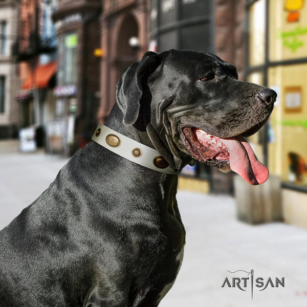 Great Dane exceptional leather collar with corrosion proof buckle