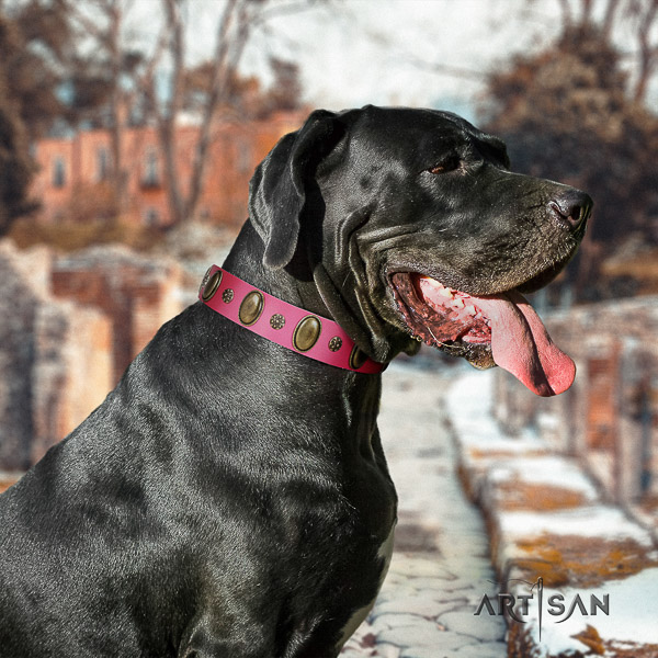 Great Dane everyday use leather collar with studs for your canine