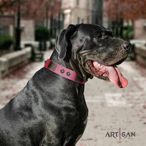 Great Dane everyday use natural leather collar with adornments for your doggie
