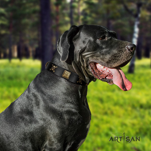 Great Dane comfortable wearing full grain leather collar with embellishments for your pet
