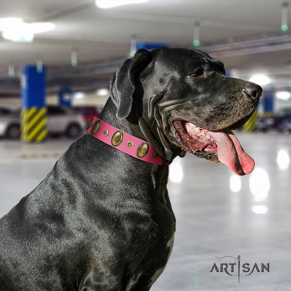 Great Dane everyday use natural leather collar with studs for your four-legged friend