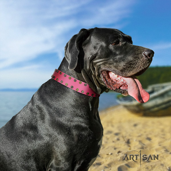 Great Dane comfortable wearing full grain natural leather collar with embellishments for your pet