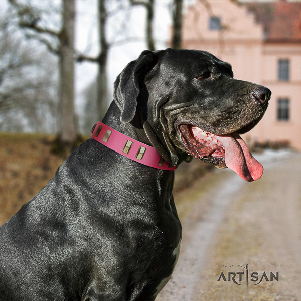 Great Dane comfortable wearing full grain genuine leather collar with adornments for your doggie