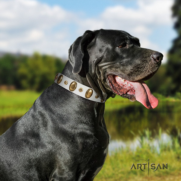 Great Dane stylish walking leather collar with studs for your dog
