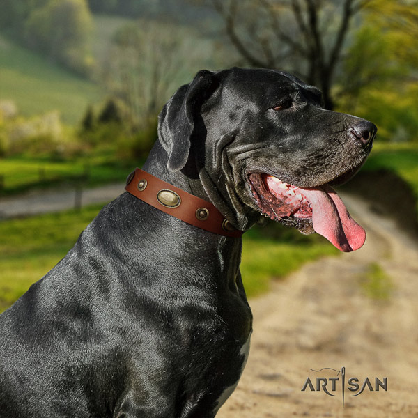 Great Dane unusual full grain genuine leather collar with corrosion resistant traditional buckle