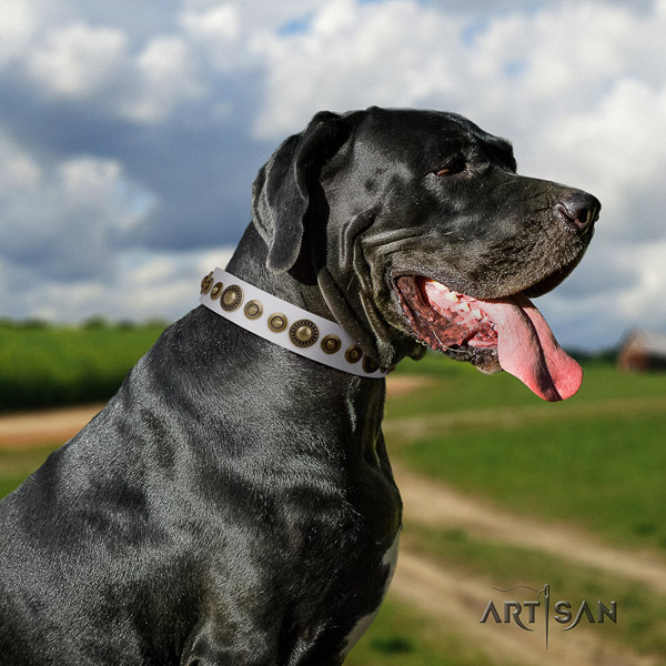 Great Dane fine quality collar with amazing adornments for your dog