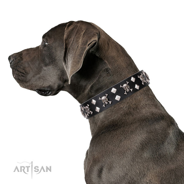 Great Dane remarkable full grain natural leather dog collar for comfortable wearing