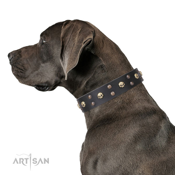 Great Dane easy wearing full grain genuine leather dog collar for stylish walking