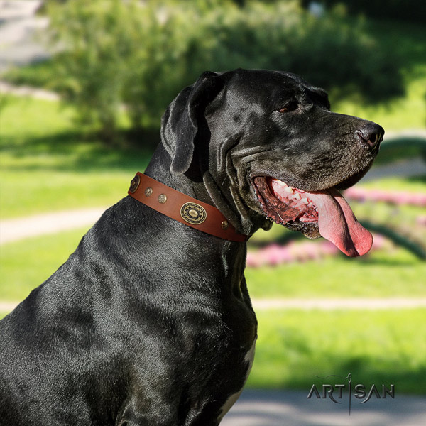 Great Dane designer full grain natural leather collar with rust-proof fittings