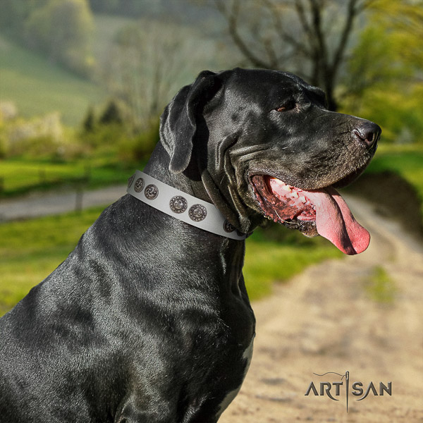 Great Dane basic training full grain leather collar with embellishments for your doggie