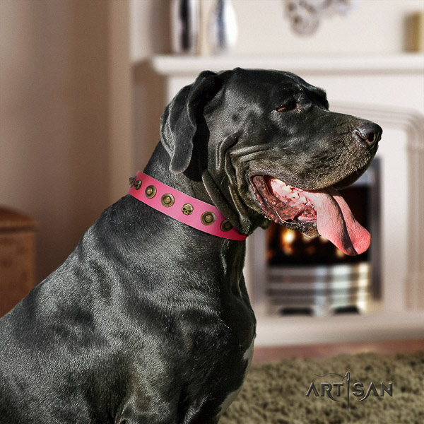Great Dane walking genuine leather collar with adornments for your doggie