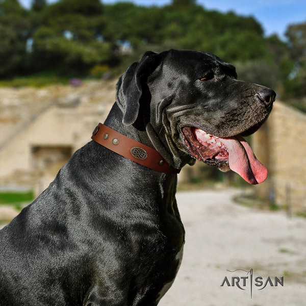 Great Dane embellished leather collar with rust-proof hardware