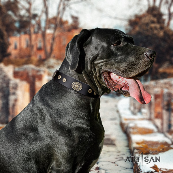 Great Dane easy adjustable collar with stylish studs for your canine