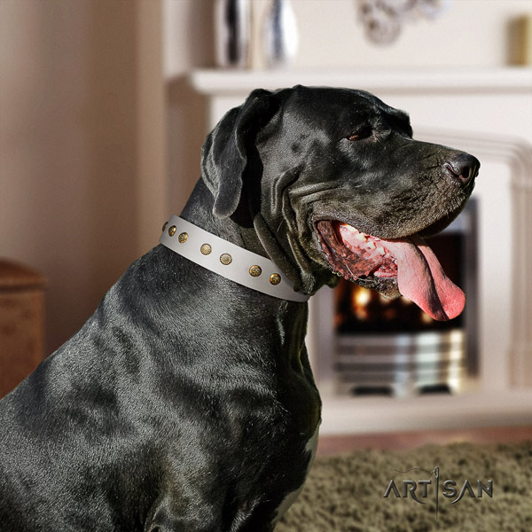 Great Dane remarkable full grain leather collar with corrosion proof traditional buckle