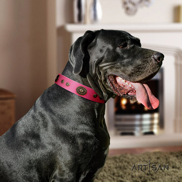 Great Dane convenient collar with designer studs for your pet