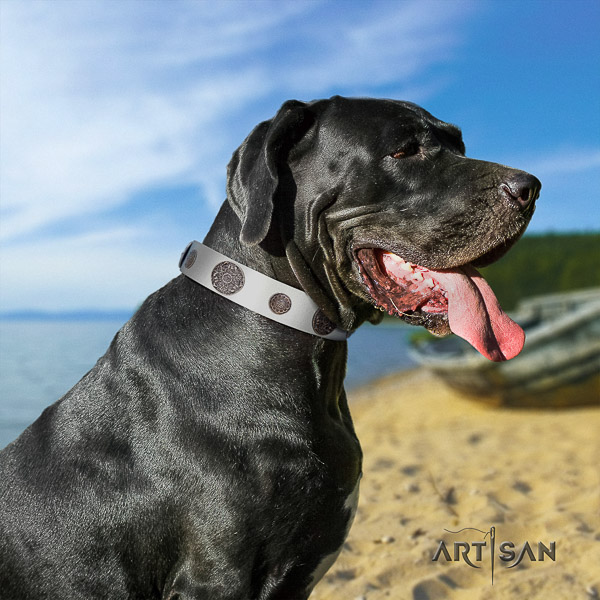 Great Dane fancy walking full grain natural leather collar with studs for your canine