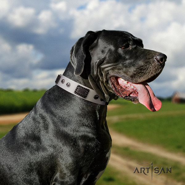 Great Dane studded natural leather collar with corrosion resistant buckle