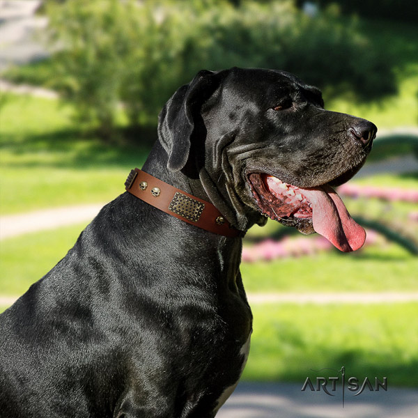 Great Dane fashionable natural leather collar with rust resistant hardware