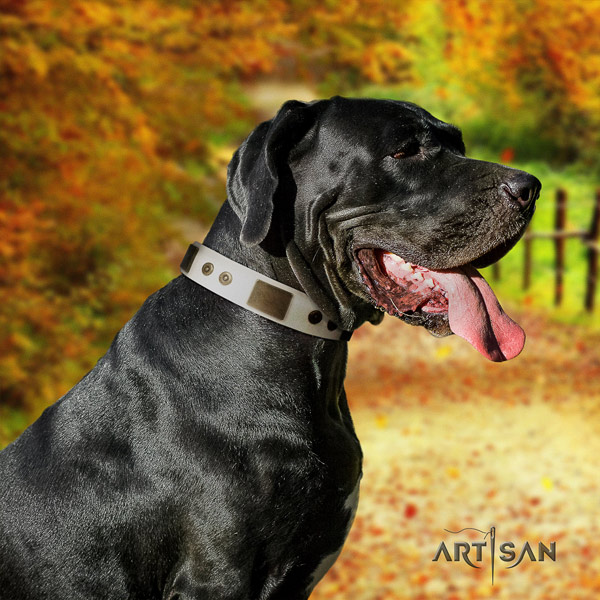 Great Dane adorned full grain natural leather collar with corrosion proof hardware