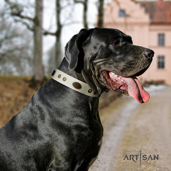 Great Dane top quality genuine leather collar with corrosion proof hardware